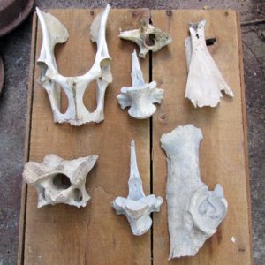Bones in a Group